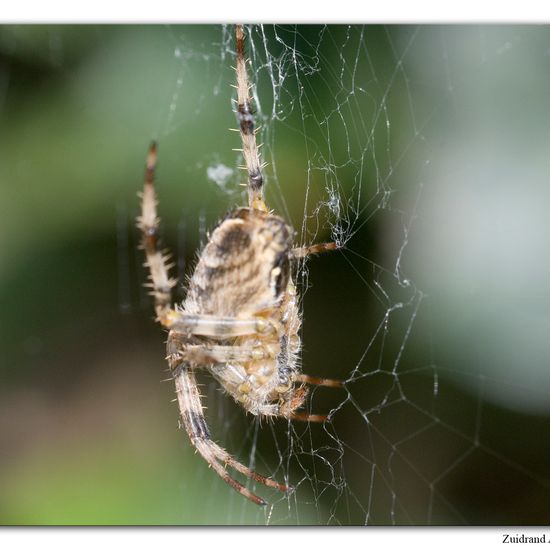 Gartenkreuzspinne: Tier im Habitat Garten in der NatureSpots App