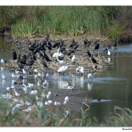 Eurasian Spoonbill: Animal in habitat Swamp in the NatureSpots App