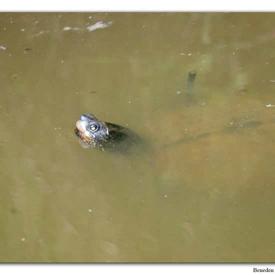 False map turtle: Animal in habitat Swamp in the NatureSpots App