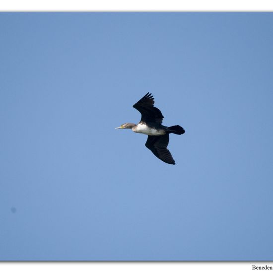 Great Cormorant: Animal in habitat Swamp in the NatureSpots App