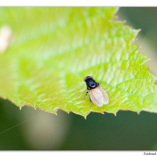 Minettia longipennis: Tier im Habitat Park in der NatureSpots App