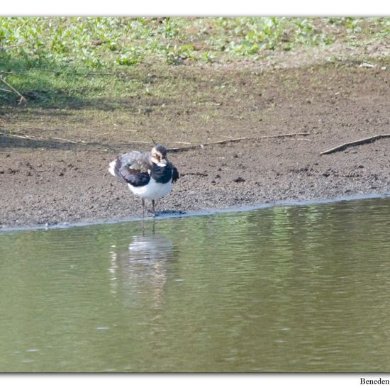 Northern Lapwing: Animal in habitat Swamp in the NatureSpots App