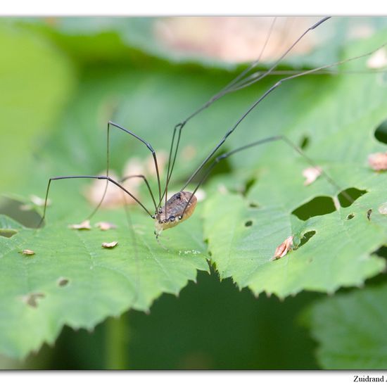 Leiobunum rotundum: Animal in habitat Park in the NatureSpots App