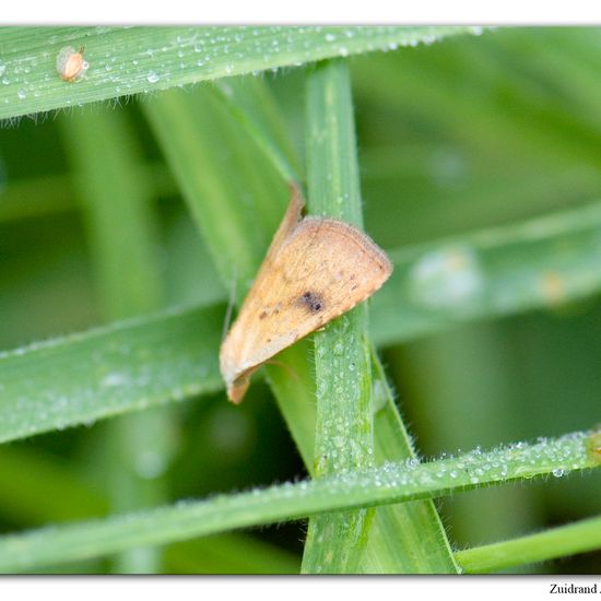 Seideneulchen: Tier im Habitat Park in der NatureSpots App