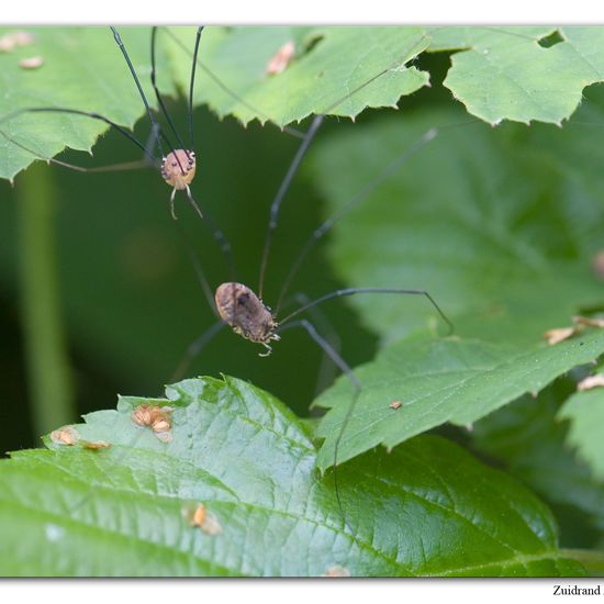 Leiobunum rotundum: Animal in habitat Park in the NatureSpots App