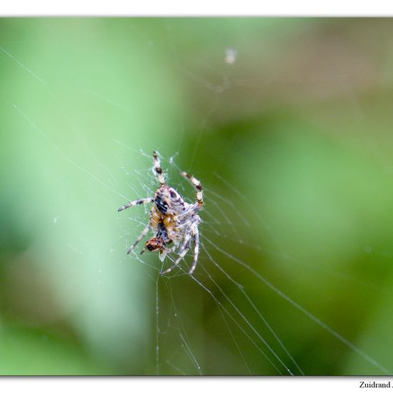 Araneus diadematus: Animal in habitat Park in the NatureSpots App