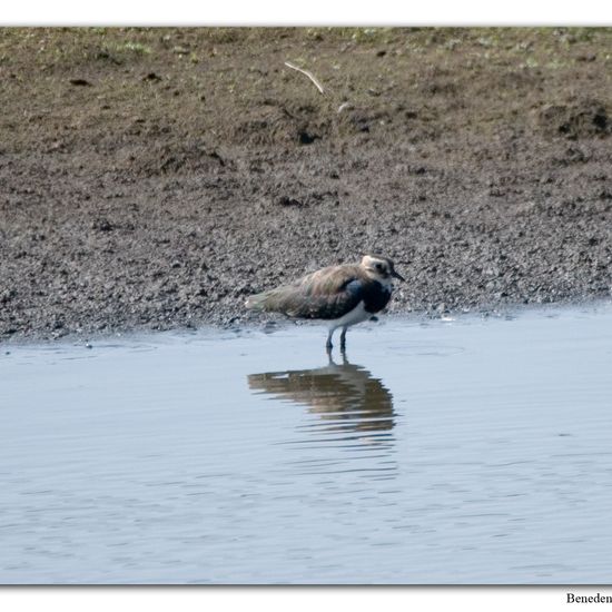 Northern Lapwing: Animal in habitat Swamp in the NatureSpots App