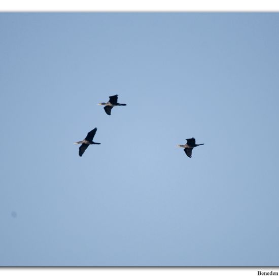 Kormoran: Tier im Habitat Sumpf in der NatureSpots App