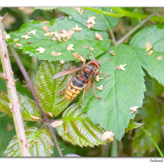 European hornet: Animal in habitat Park in the NatureSpots App