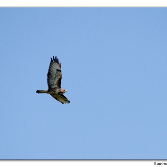 Common Buzzard: Animal in habitat Swamp in the NatureSpots App