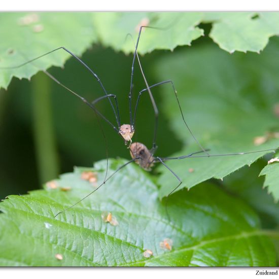 Leiobunum rotundum: Animal in habitat Park in the NatureSpots App