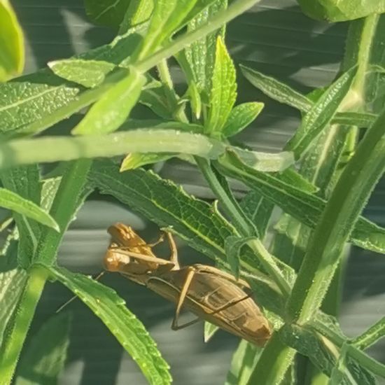 Europäische Gottesanbeterin: Tier im Habitat Stadt und Garten in der NatureSpots App