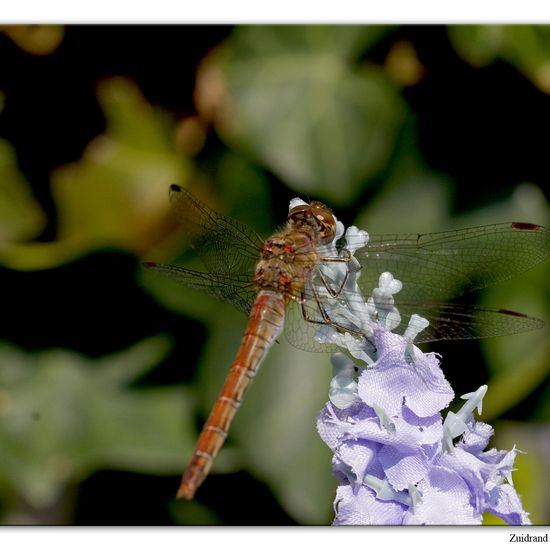 Große Heidelibelle: Tier im Habitat Garten in der NatureSpots App