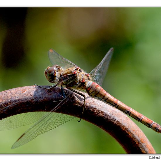 Große Heidelibelle: Tier im Habitat Garten in der NatureSpots App