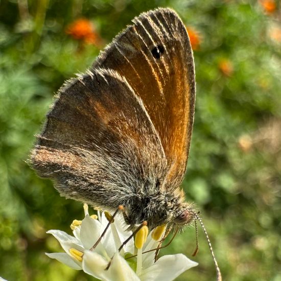 Small Heath: Animal in habitat Garden in the NatureSpots App