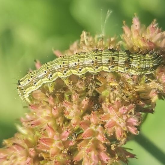 Baumwoll-Kapseleule: Tier im Habitat Stadt und Garten in der NatureSpots App