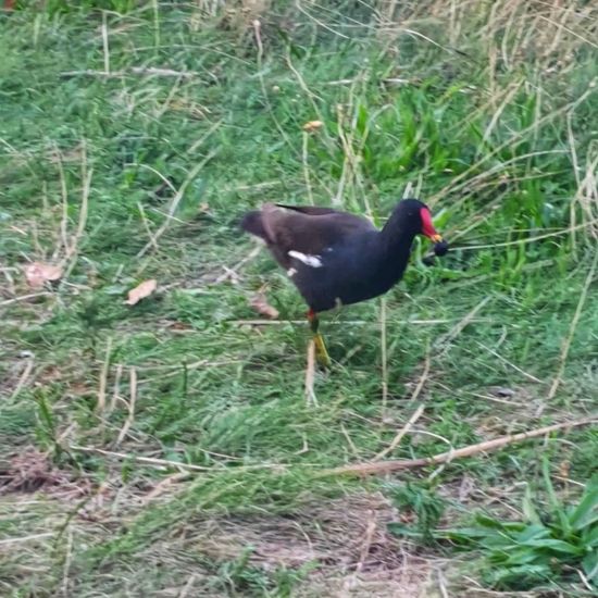 Teichralle: Tier im Habitat Fluss in der NatureSpots App