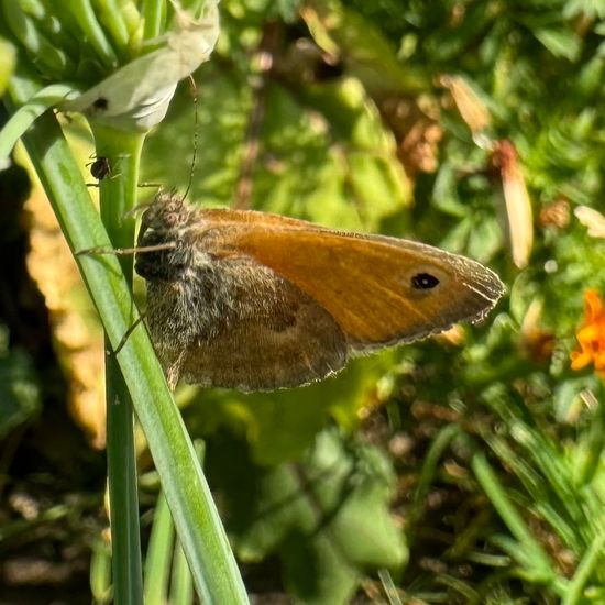 Small Heath: Animal in habitat Garden in the NatureSpots App