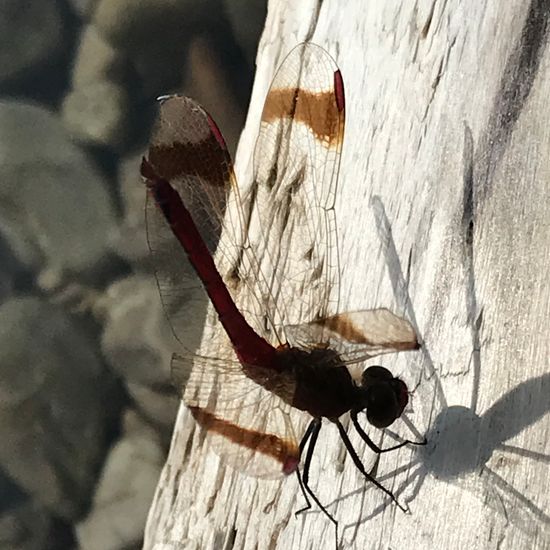 Gebänderte Heidelibelle: Tier im Habitat See in der NatureSpots App