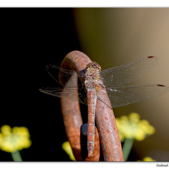 Große Heidelibelle: Tier im Habitat Garten in der NatureSpots App