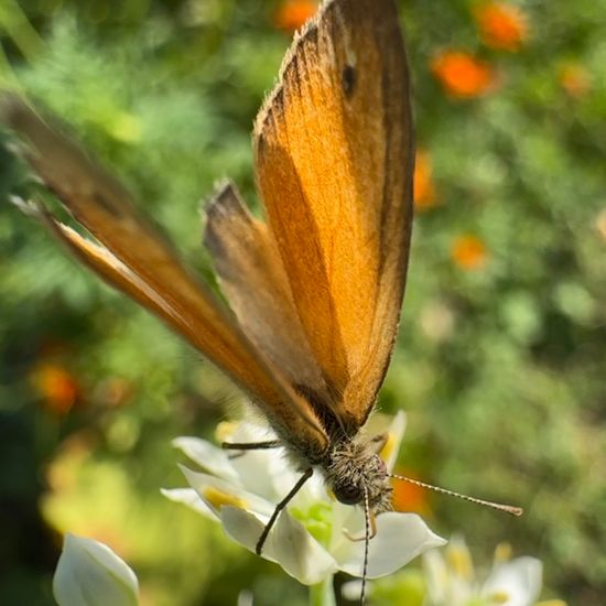 Small Heath: Animal in habitat Garden in the NatureSpots App