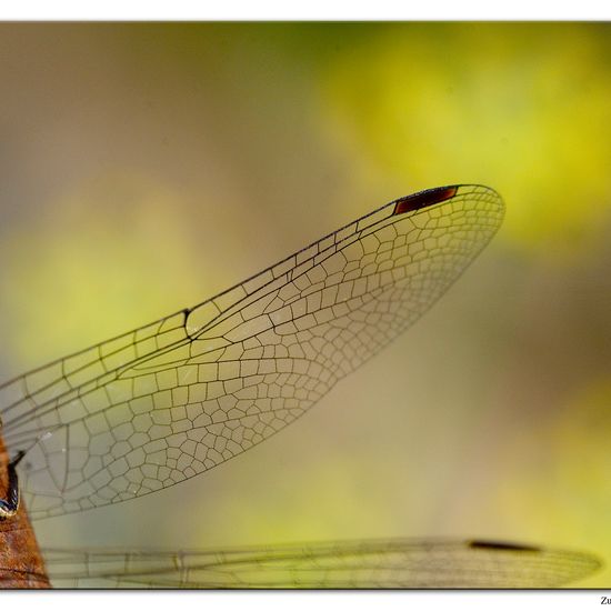 Common Darter: Animal in habitat Garden in the NatureSpots App