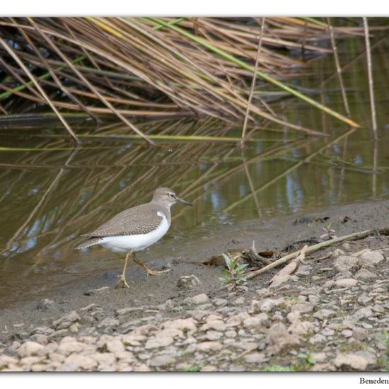 Flussuferläufer: Tier im Habitat Sumpf in der NatureSpots App