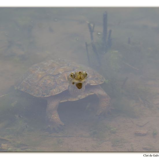 Maurische Bachschildkröte: Tier im Habitat Teich in der NatureSpots App