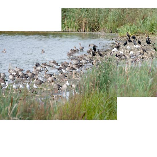 Greylag Goose: Animal in habitat Swamp in the NatureSpots App