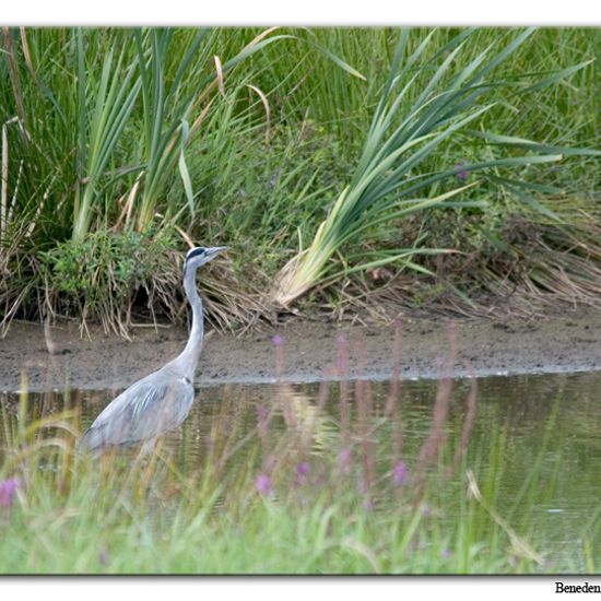 Grey Heron: Animal in habitat Swamp in the NatureSpots App