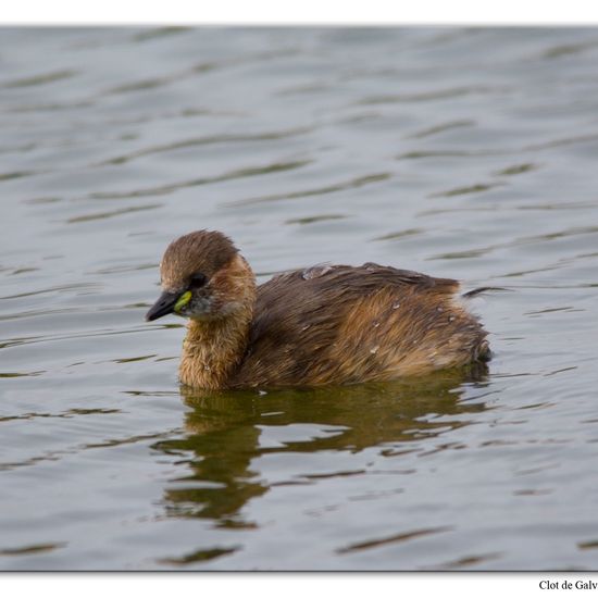 Zwergtaucher: Tier im Habitat Teich in der NatureSpots App