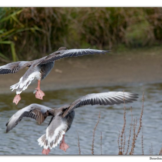 Graugans: Tier im Habitat Sumpf in der NatureSpots App