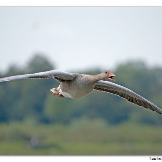 Graugans: Tier im Habitat Sumpf in der NatureSpots App