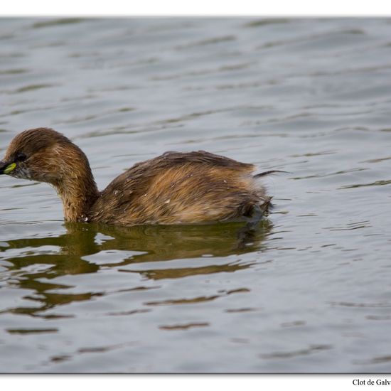 Zwergtaucher: Tier im Habitat Teich in der NatureSpots App