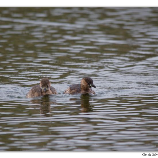 Little Grebe: Animal in nature in the NatureSpots App