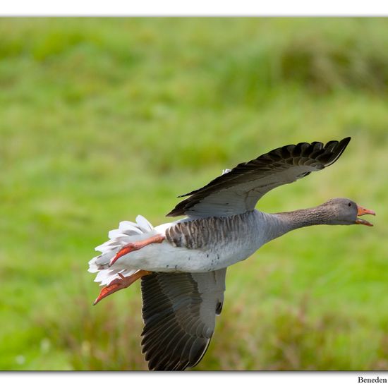 Graugans: Tier im Habitat Sumpf in der NatureSpots App