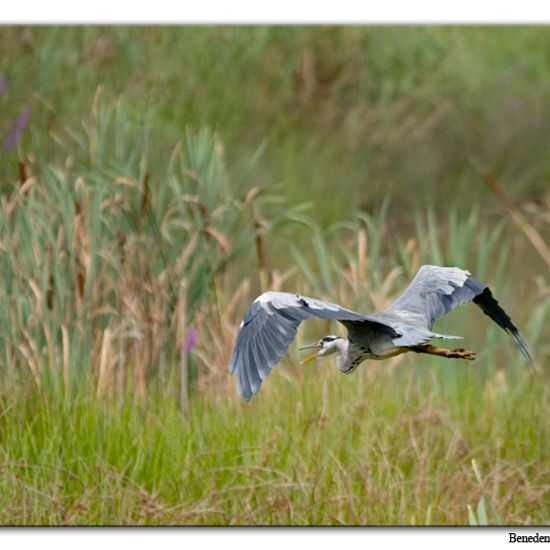 Grey Heron: Animal in habitat Swamp in the NatureSpots App