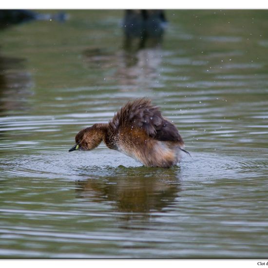 Zwergtaucher: Tier im Habitat Teich in der NatureSpots App