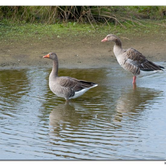 Graugans: Tier im Habitat Sumpf in der NatureSpots App