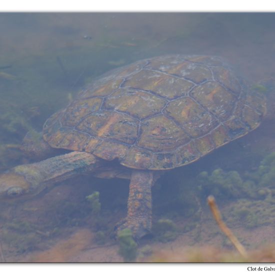 Maurische Bachschildkröte: Tier im Habitat Teich in der NatureSpots App