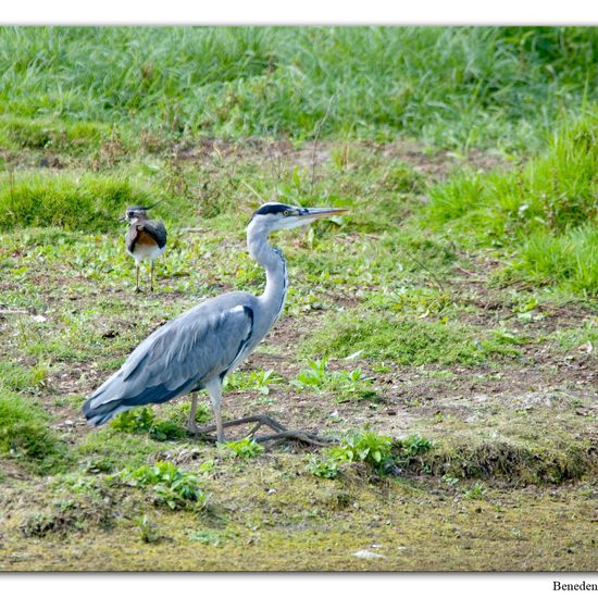 Graureiher: Tier im Habitat Sumpf in der NatureSpots App