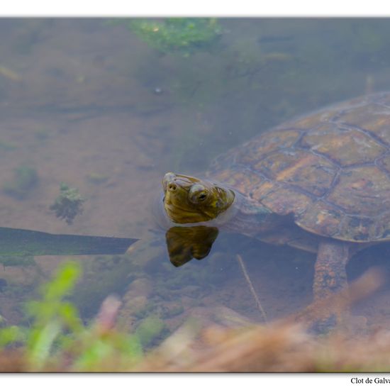 Maurische Bachschildkröte: Tier im Habitat Teich in der NatureSpots App