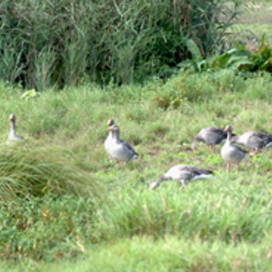 Graugans: Tier im Habitat Sumpf in der NatureSpots App