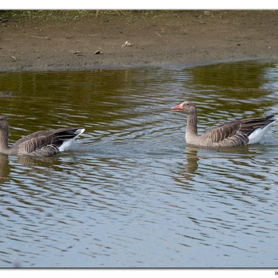 Graugans: Tier im Habitat Sumpf in der NatureSpots App