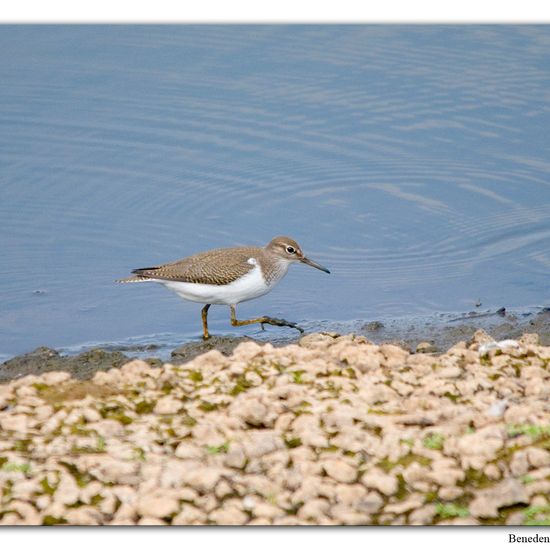 Common Sandpiper: Animal in habitat Swamp in the NatureSpots App