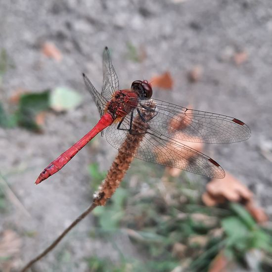 Blutrote Heidelibelle: Tier im Habitat Park in der NatureSpots App