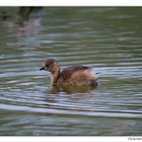 Zwergtaucher: Tier im Habitat Teich in der NatureSpots App