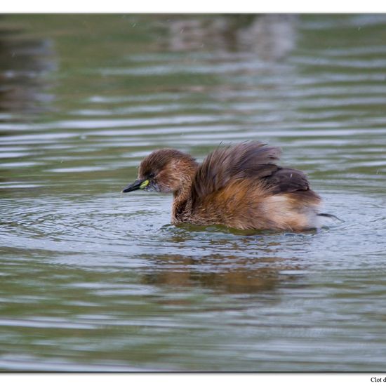 Zwergtaucher: Tier im Habitat Teich in der NatureSpots App