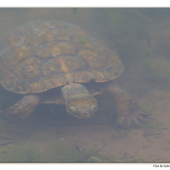 Maurische Bachschildkröte: Tier im Habitat Teich in der NatureSpots App