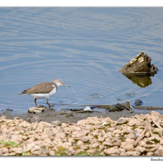 Common Sandpiper: Animal in habitat Swamp in the NatureSpots App